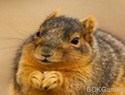 Cute Animal Jigsaw Puzzles game
